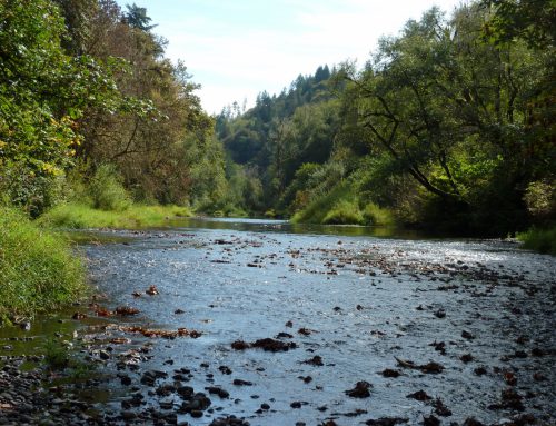 The Alsea River